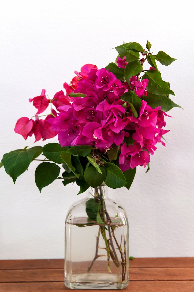Studio Voukamvili (Bougainvillea)